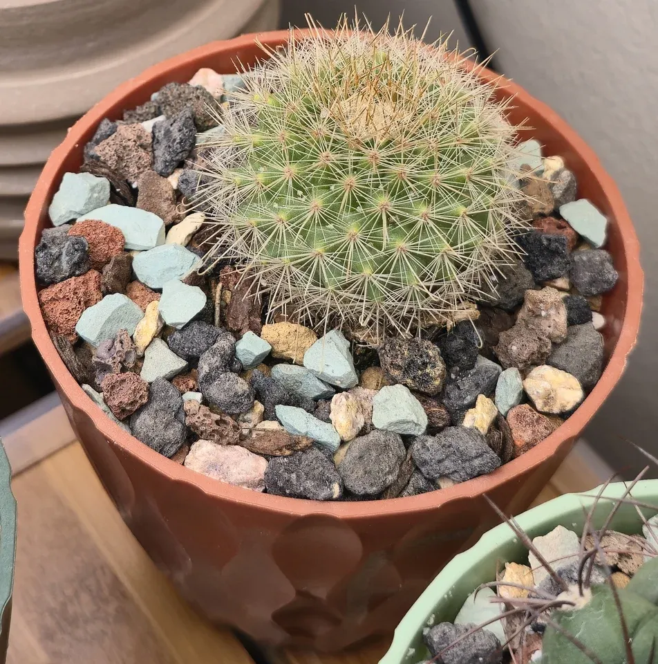 F1, Hook-spined pincushion cactus (Mammillaria cf. rekoi): a rounded green body carries pale radial spines and a golden-tan crown.
