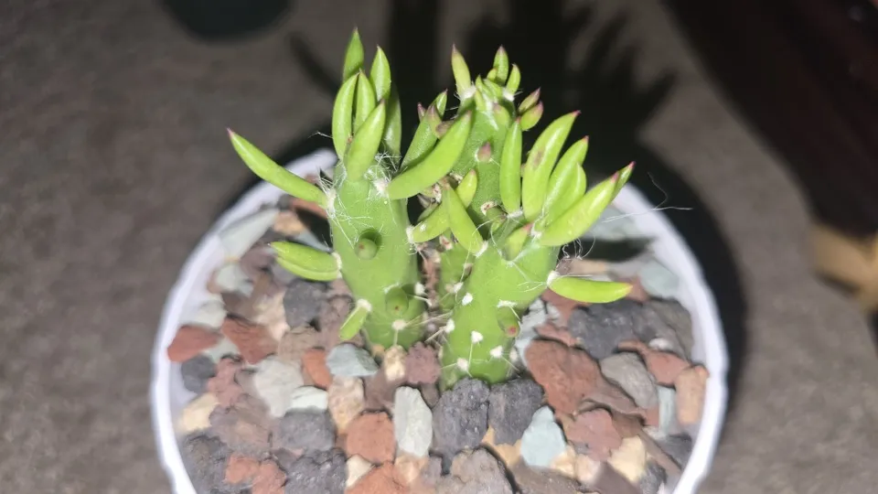 Side view of the newly repotted Eve's needle cactus in its white 4 × 4 × 3.7-inch round pot