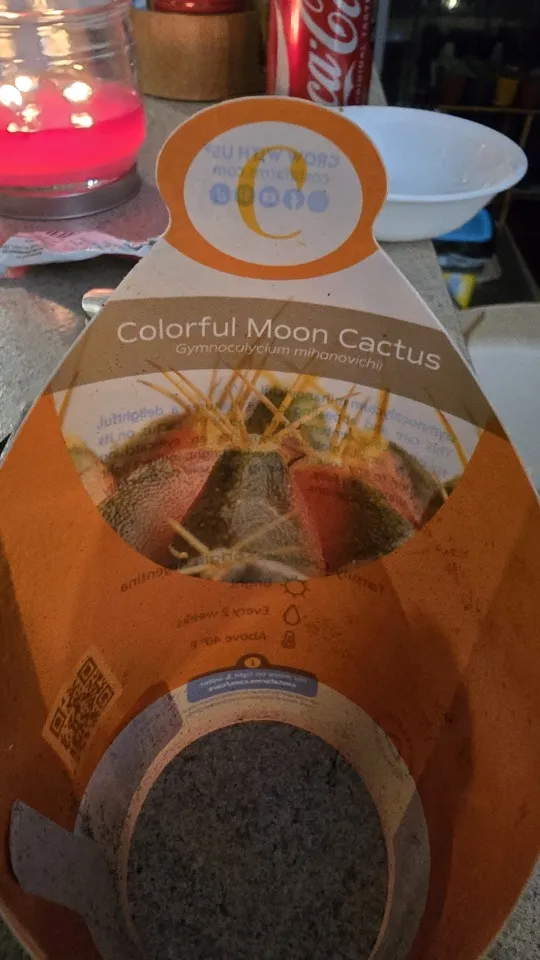 Front of the nursery card supplied with the own-root variegated moon cactus