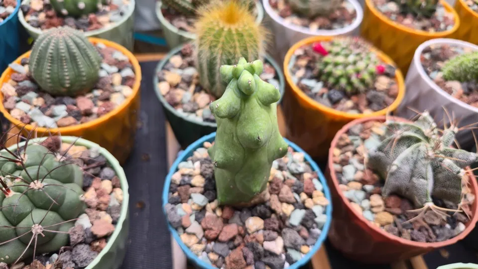 Side-ish view of Boobie cactus in its current pot