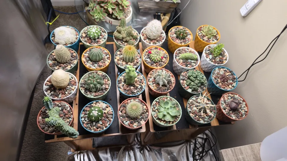Top-down view of the individually potted cacti and succulents on the main table