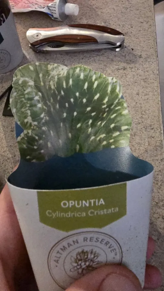 Front of the nursery card that mislabeled the Ming Thing cactus as an Opuntia