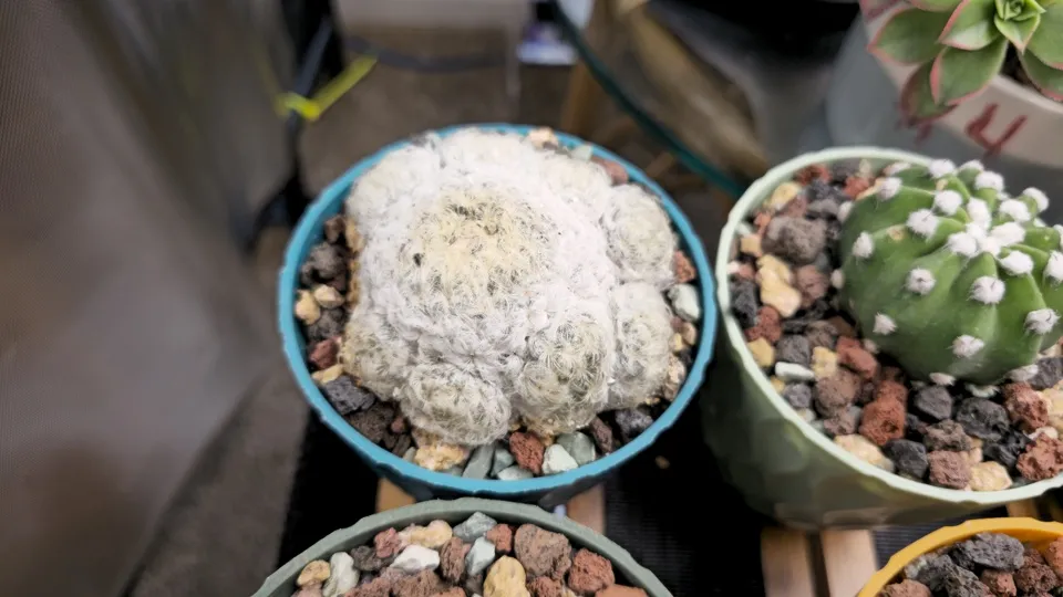 Side-ish view of Feather cactus in its current pot