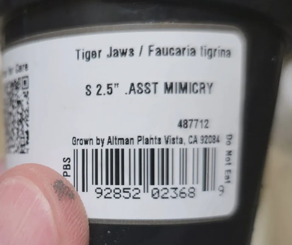 Front of the Altman Plants nursery label for P29 Tiger jaws, identifying it as Faucaria tigrina and a 2.5-inch mimicry assortment
