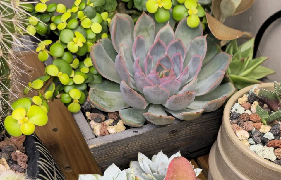 #2, Shared succulent planter: the echeveria rosette and round-leaved elephant bush are visible; rear components are partly hidden.