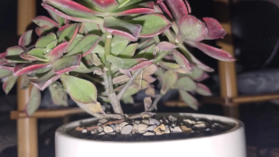 Side view of Kiwi aeonium showing its branching stems, lower leaves, and current pot