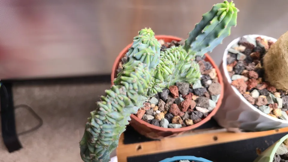 Additional oblique detail of Indigo Wave in its current pot
