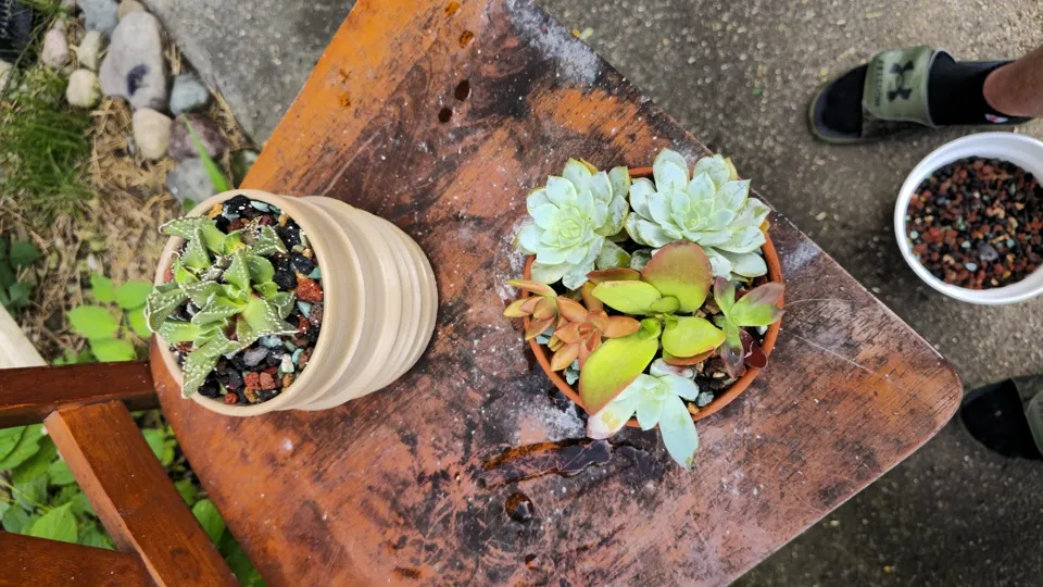 Tuberculate tiger jaws and the tiny mixed succulent planter together after repotting