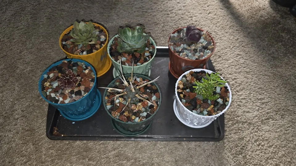 Six newly repotted Mountain Crest plants arranged in two rows, with Raindrops echeveria in the pale green pot at upper center
