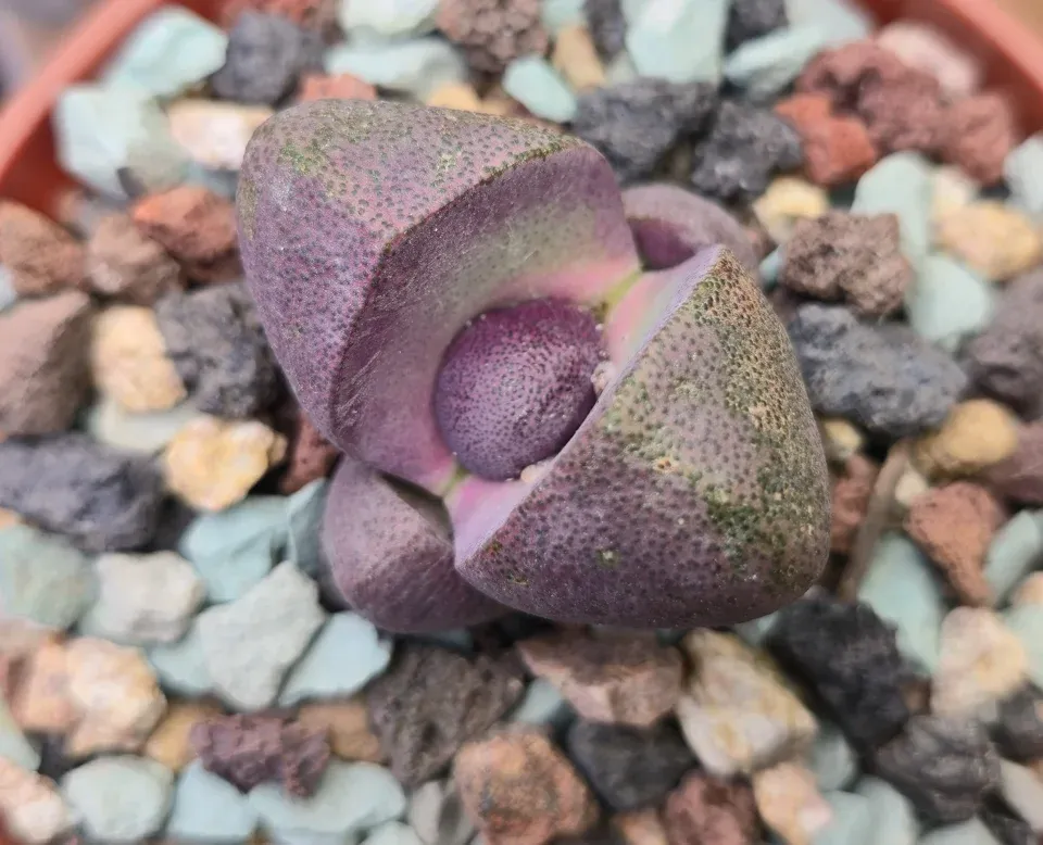 G3, Royal Flush split rock: the detail view shows smaller rounded purple inner growth between the larger speckled leaves, supporting the reported emerging pair.
