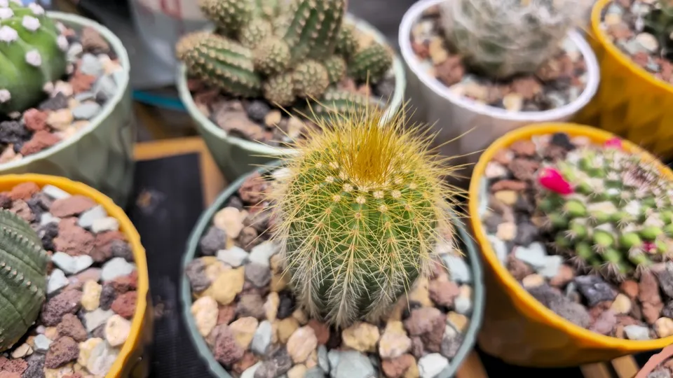 Additional oblique detail of Yellow tower cactus in its current pot