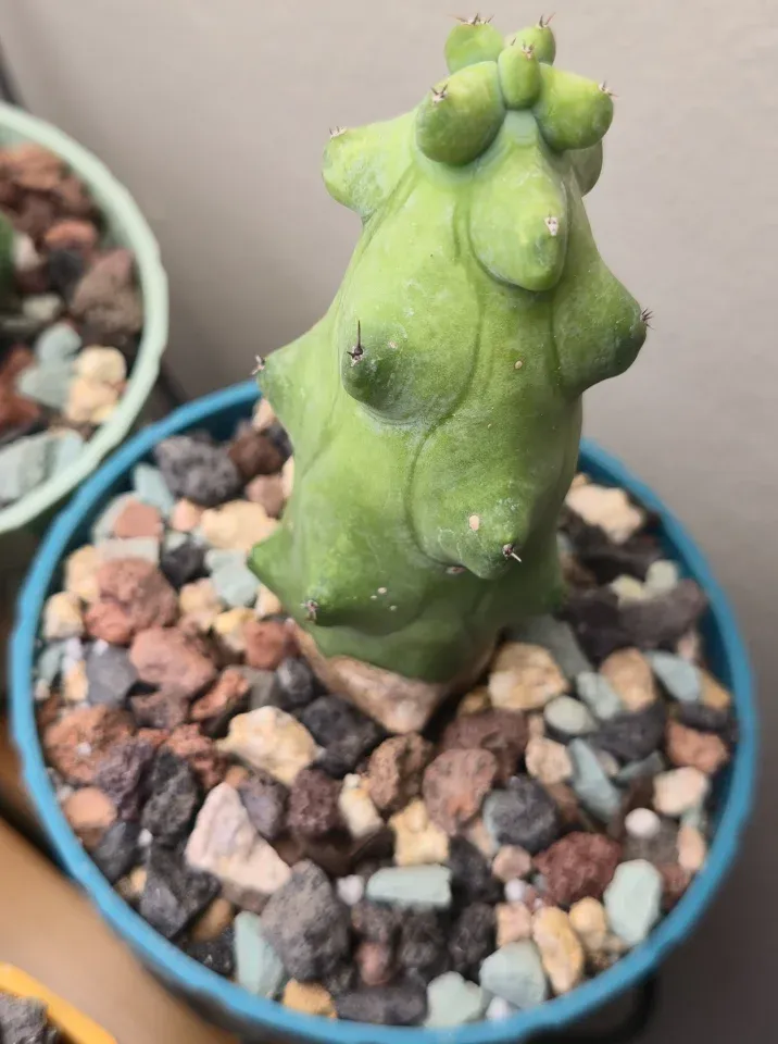 F2, Boobie cactus: an upright green lobed column has a lighter apex and a tan band at the dressing line.