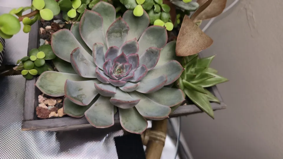Additional oblique detail of Pulido's echeveria in its current pot