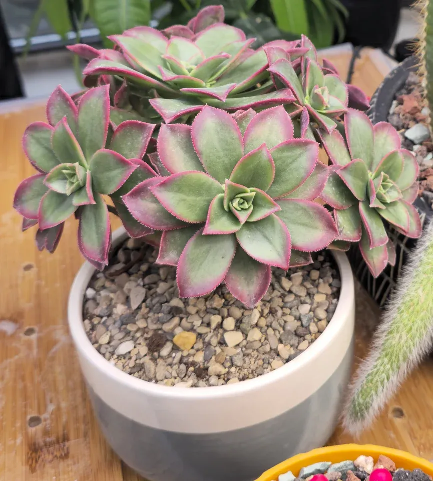 #4, Kiwi aeonium (probable Dream Color cultivar): green-cream rosettes have pink-red margins and folded central leaves; outer leaves spread outward.
