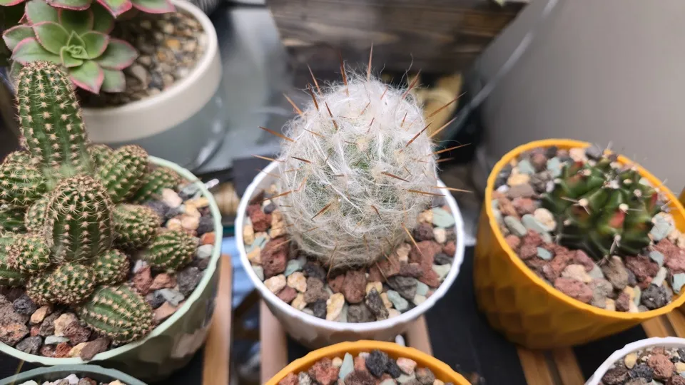 Side-ish view of Old Man of the Andes in its current pot