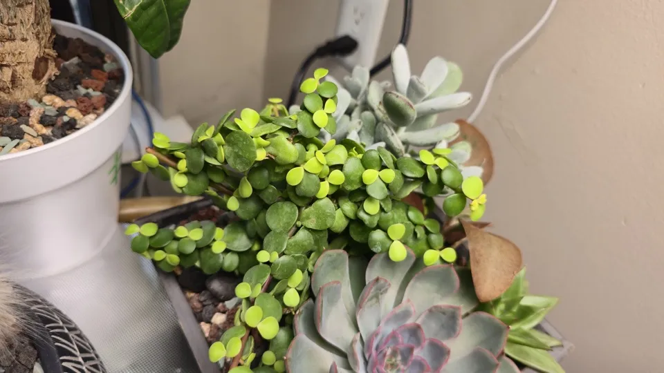 Additional oblique detail of Elephant bush in its current pot