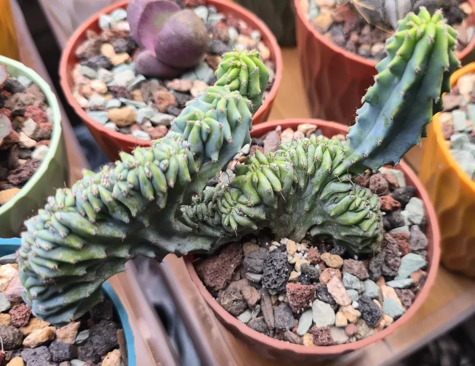 B3, Indigo Wave: blue-green fan-shaped ridges and upright shoots have greener tips and surface patches.