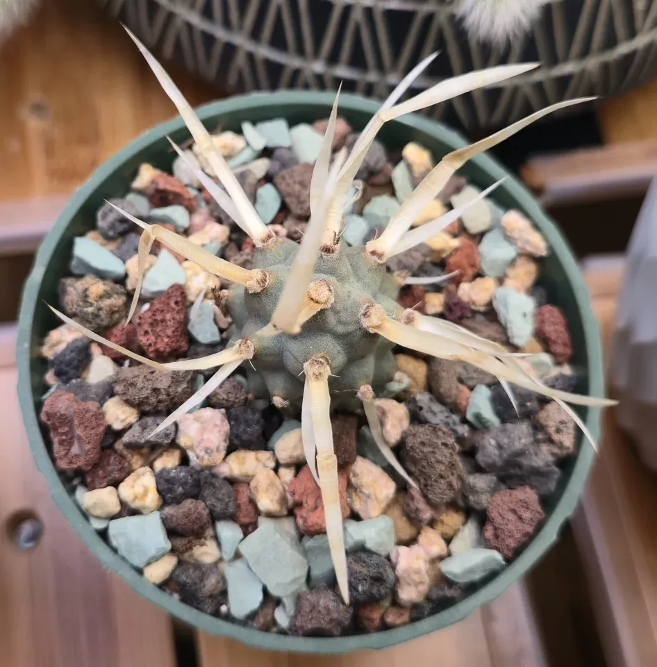 G2, Paper spine cactus: a rounded gray-green joint carries broad cream-tan papery spines.