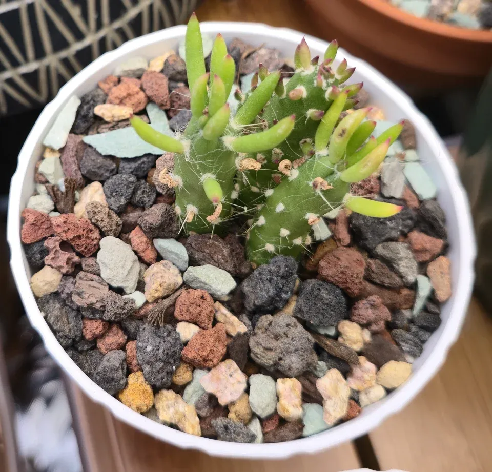 H3, Eve's needle cactus: upright green branches carry narrow lime-green leaves with pink-purple tips and some curled tan older remnants.