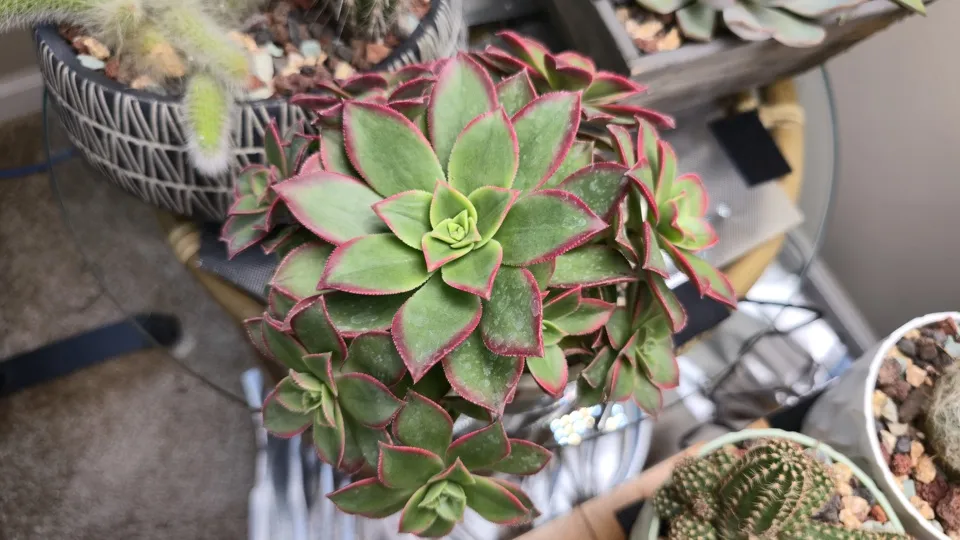 Side-ish view of Kiwi aeonium in its current pot