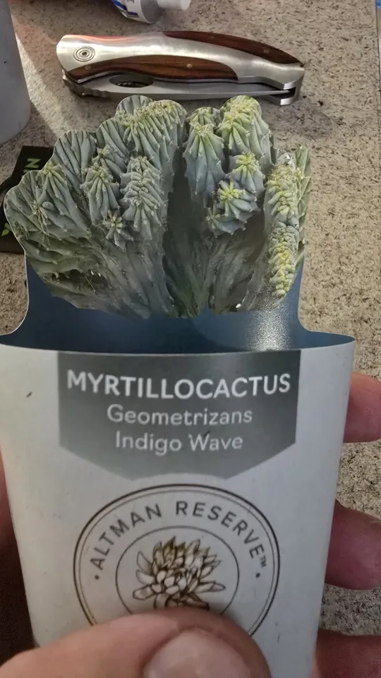 Front of the nursery card supplied with the Indigo Wave cactus