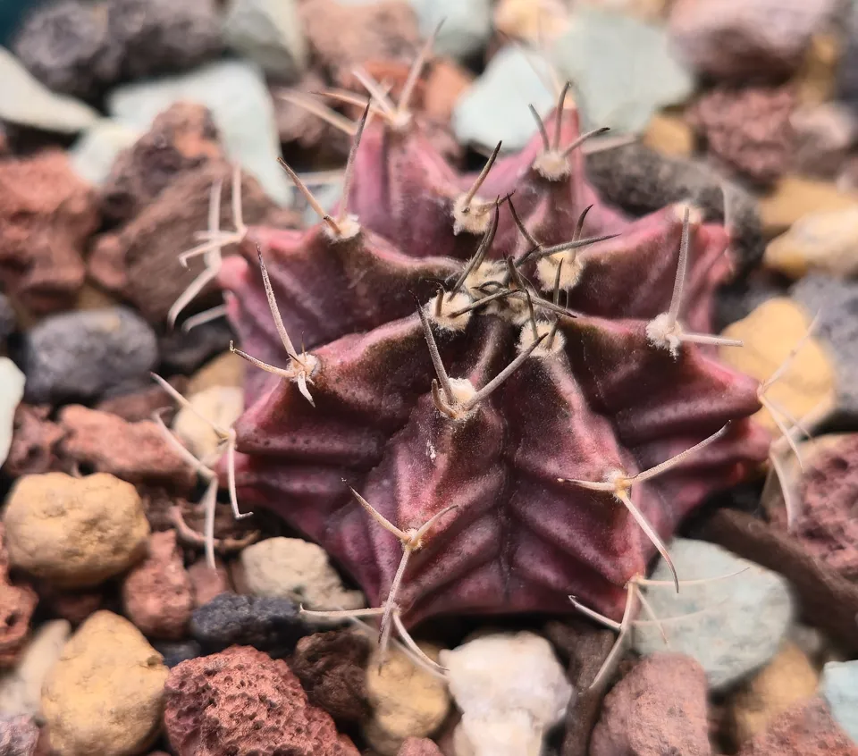 G1, Black Widow chin cactus: a low burgundy-purple globe has angular ribs, projecting spines and pale crown areoles.