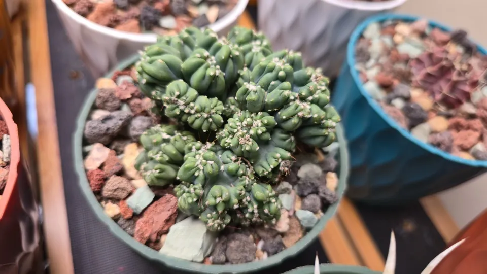 Side-ish view of Ming Thing in its current pot