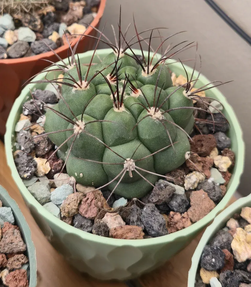 C1, Giant chin cactus: dark-green rounded ribs surround the crown, with long curved dark spines.