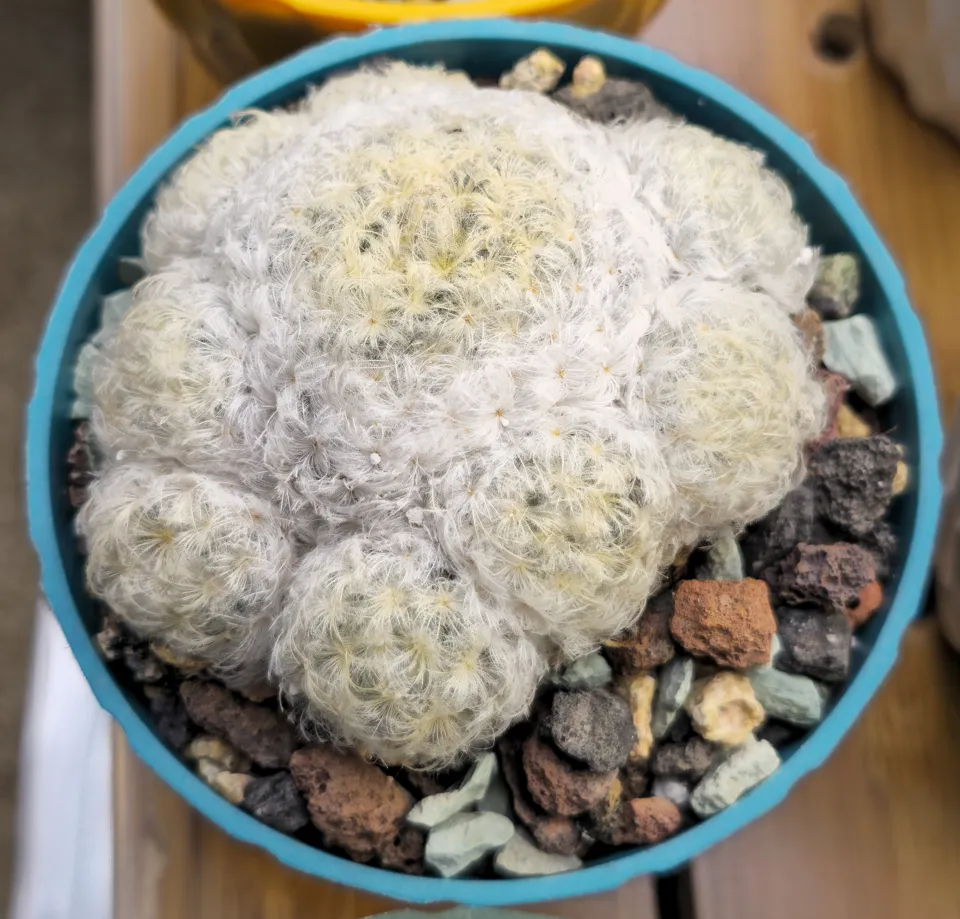 Feather cactus (A2) plant view on September 16, 2026