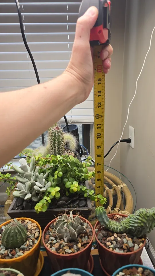 Side view of the shared succulent planter with a tape measure beside it