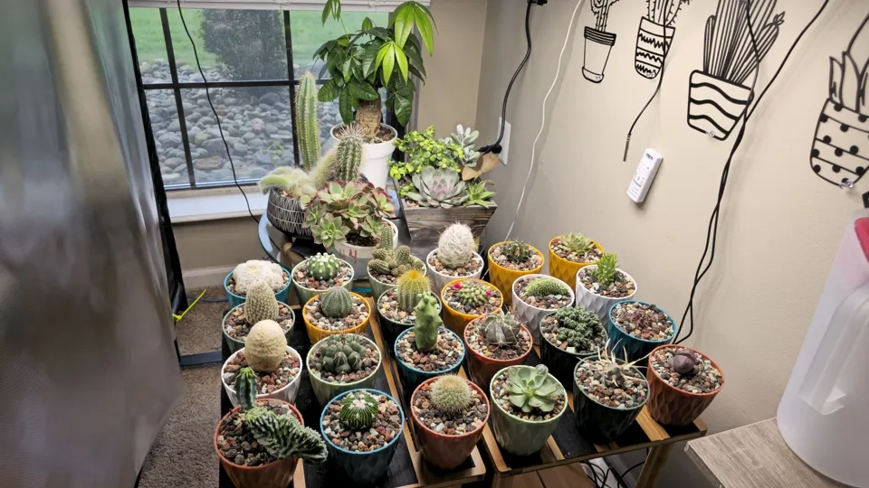Wide room view of the full indoor plant collection across the front table and rear grow zone