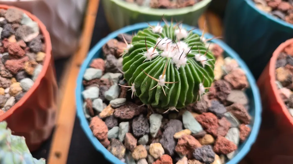 Side-ish view of Grass-blade cactus in its current pot
