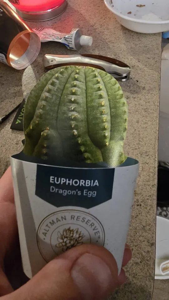 Front of the nursery card using the Dragon's Egg trade name