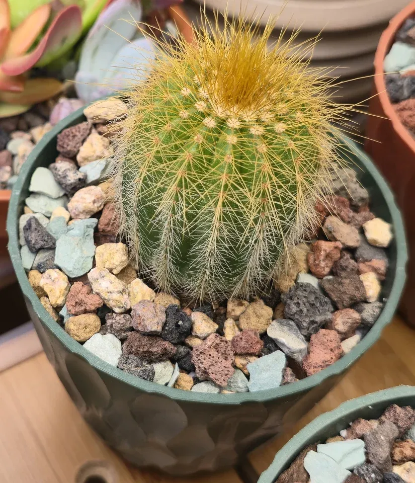 F3, Yellow tower cactus: an upright green ribbed column carries yellow-gold spines and a denser golden crown.