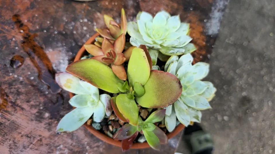 Top view of the tiny mixed succulent planter after repotting