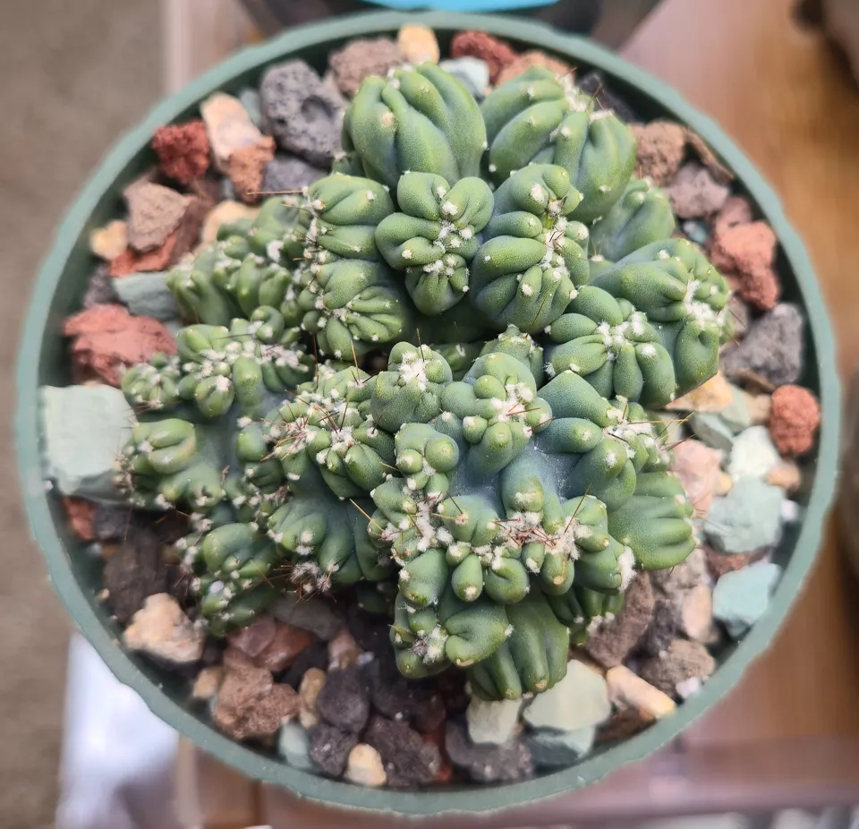 D3, Ming Thing: dense blue-green knobby stems have rounded tips and regularly placed pale areoles.