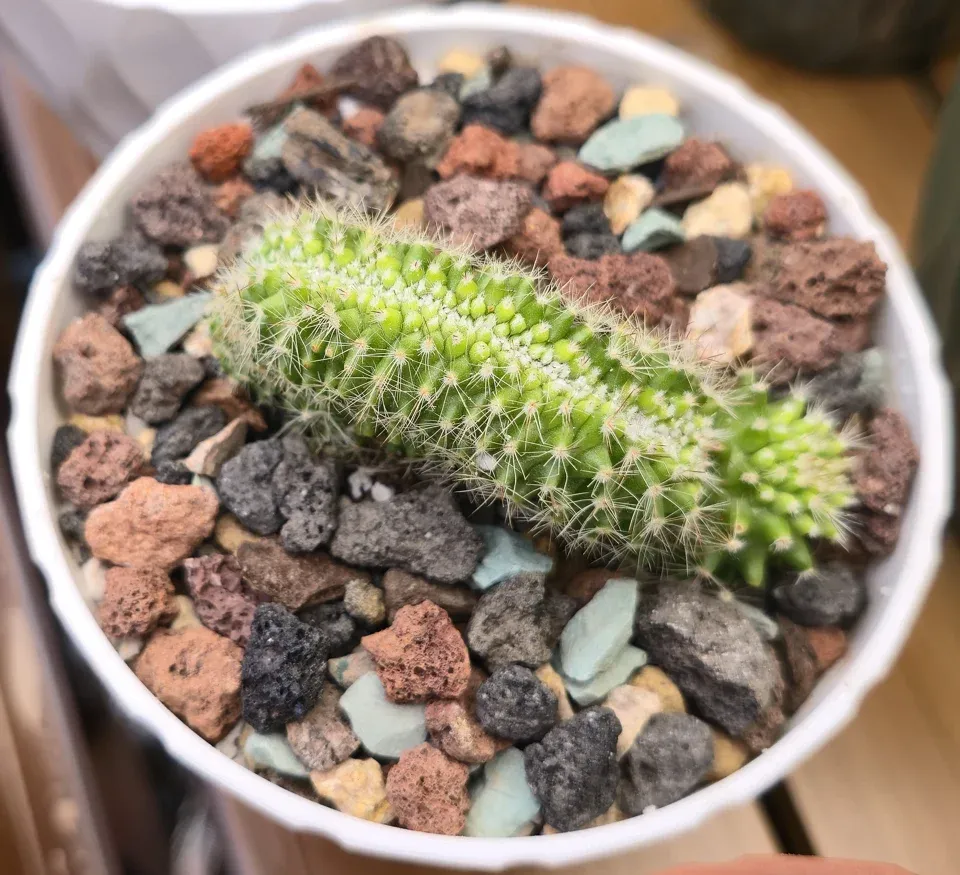 Serpent cactus (A3) plant view on September 16, 2026
