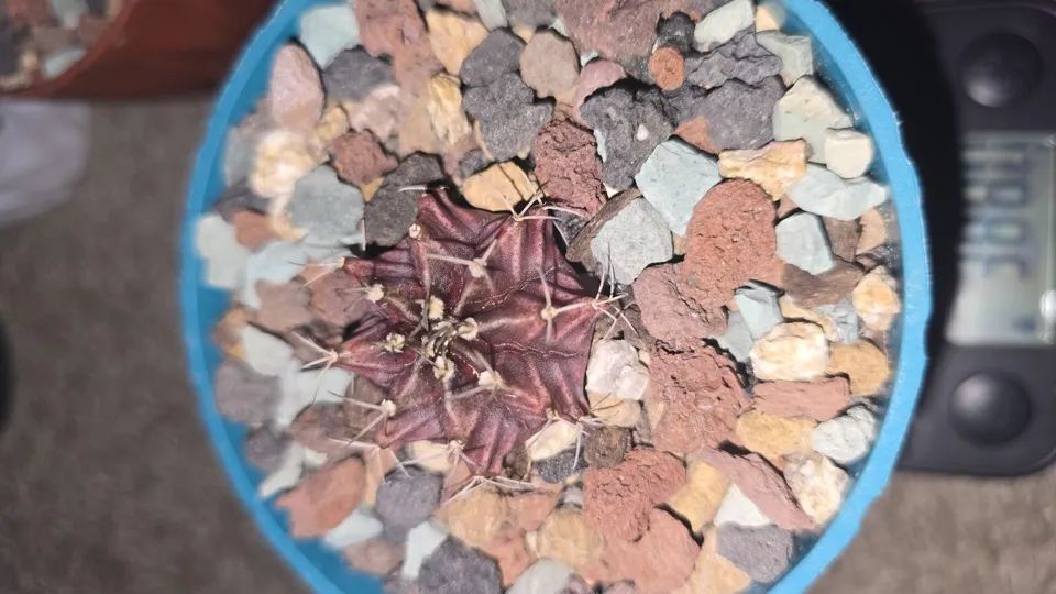 Side view of the newly repotted Black Widow cactus in its blue 4 × 4 × 3.7-inch round pot
