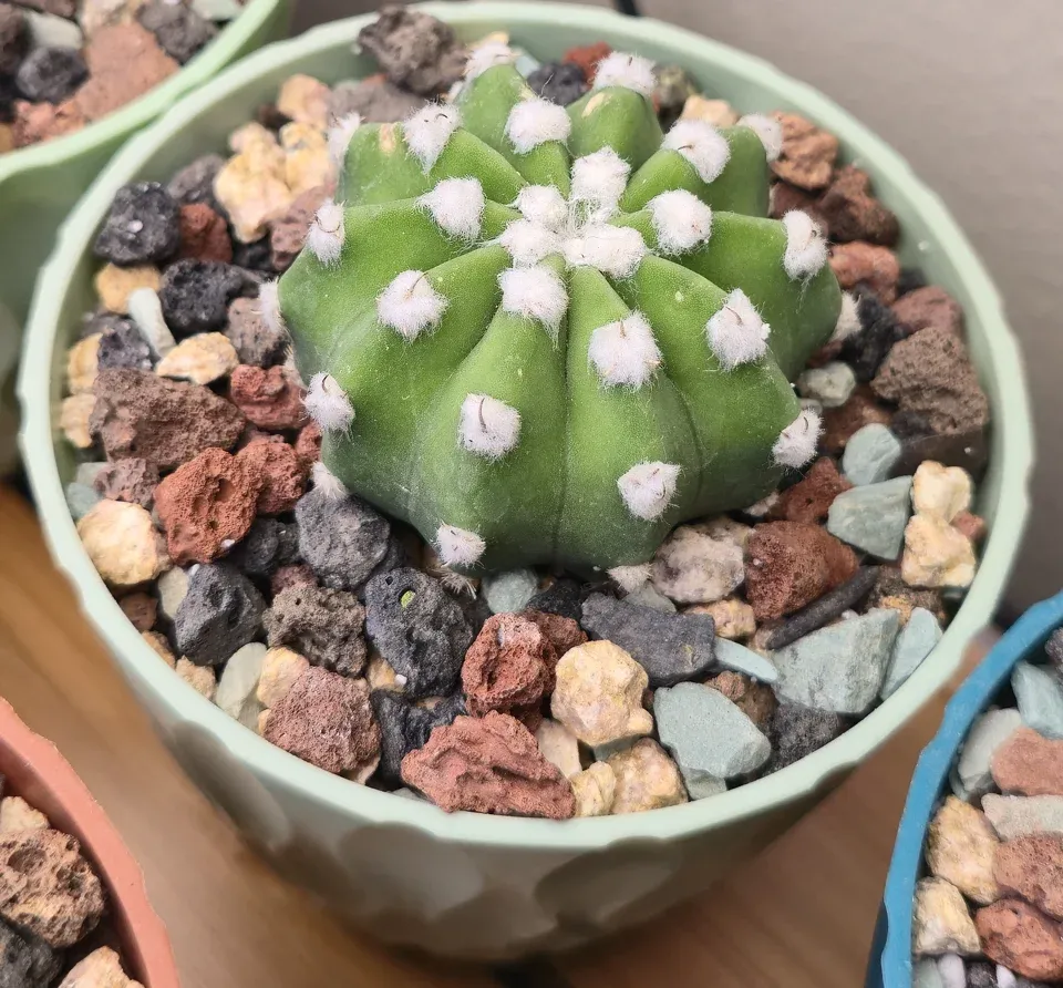 D2, Domino cactus: a compact green ribbed body has regular white woolly areoles and an intact-looking crown.