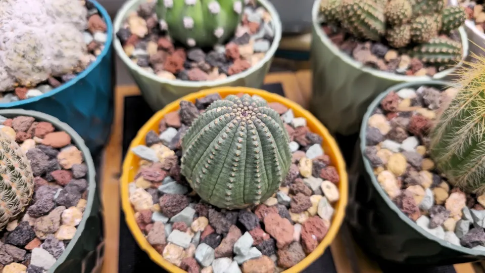 Side-ish view of Dragon's Egg in its current pot