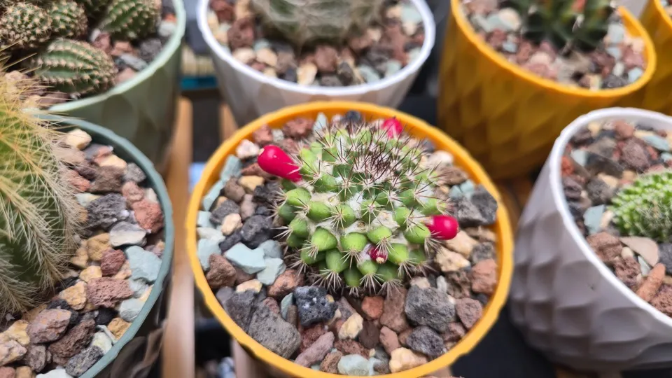 Side-ish view of Woolly nipple cactus in its current pot