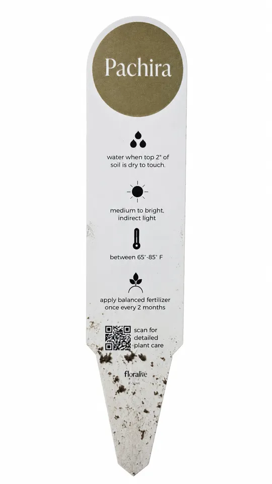 Clean presentation crop of the white front of the money tree nursery tag reading Pachira with general care icons