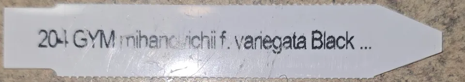 Cropped Mountain Crest seller label for P27 showing code 204 and the truncated Black Widow name