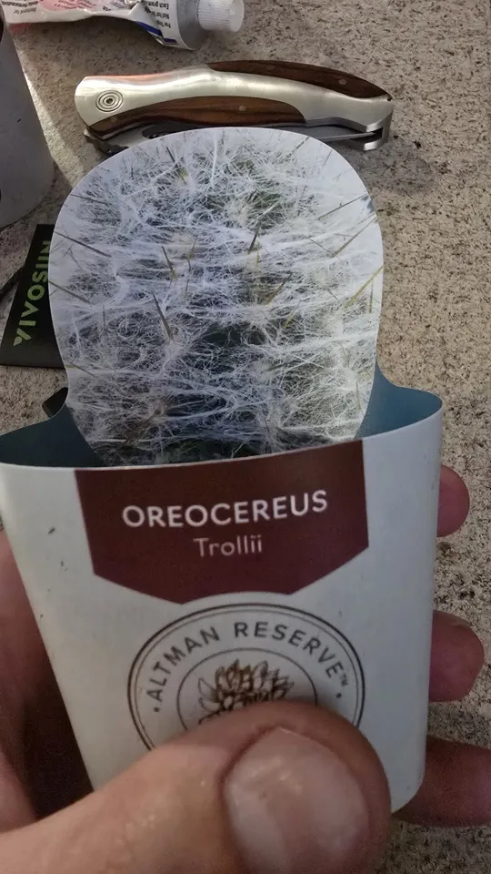 Front of the nursery card supplied with the Oreocereus trollii cactus