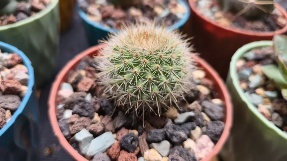 Side-ish view of Hook-spined pincushion cactus in its current pot