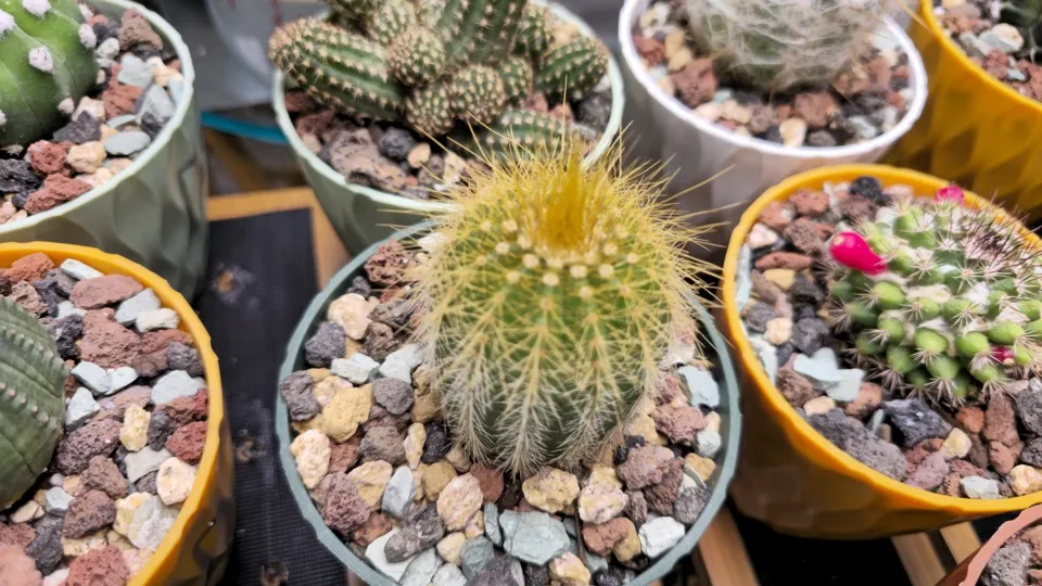 Side-ish view of Yellow tower cactus in its current pot