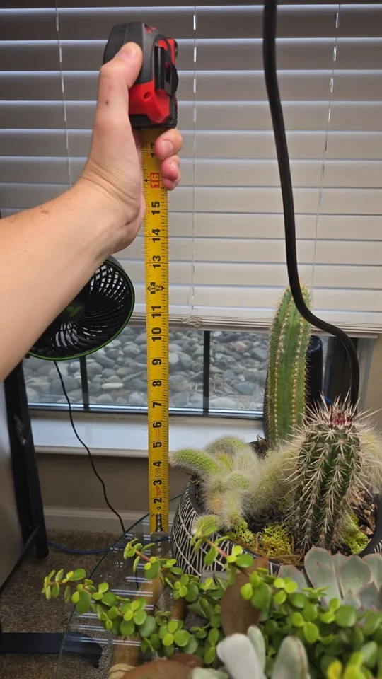 Shared rehabilitation cactus planter with a tape measure beside the plants