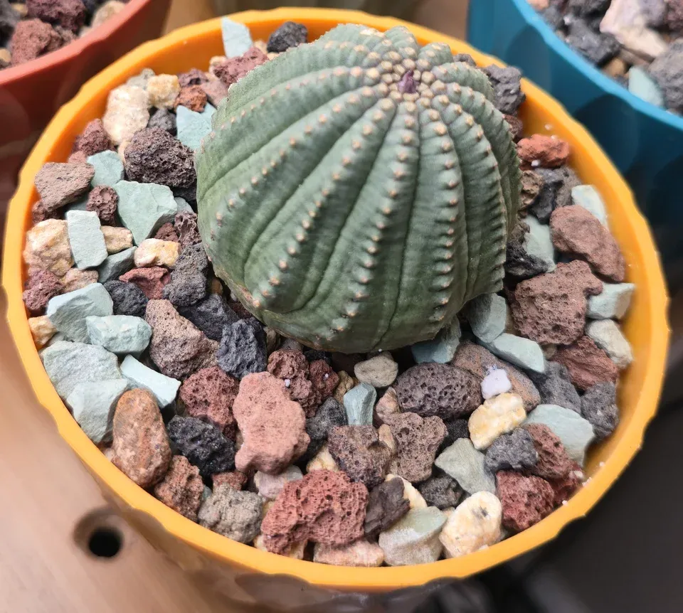 D1, Dragon's Egg, probable Euphorbia obesa-type hybrid or selection: the rounded gray-green body has regular ribs, tan rib structures and a small purplish crown area.