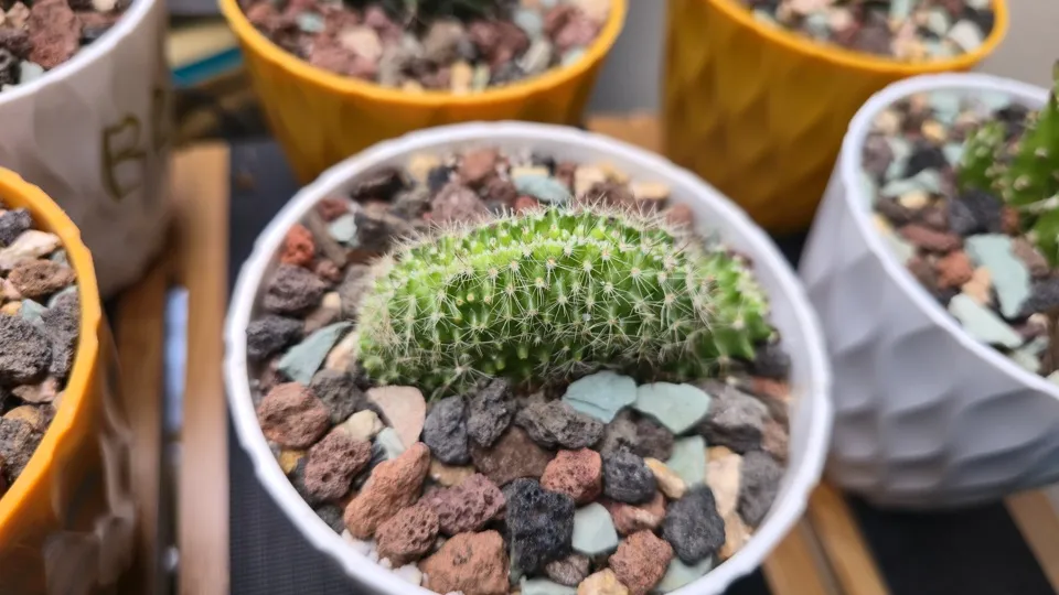 Side-ish view of Serpent cactus in its current pot