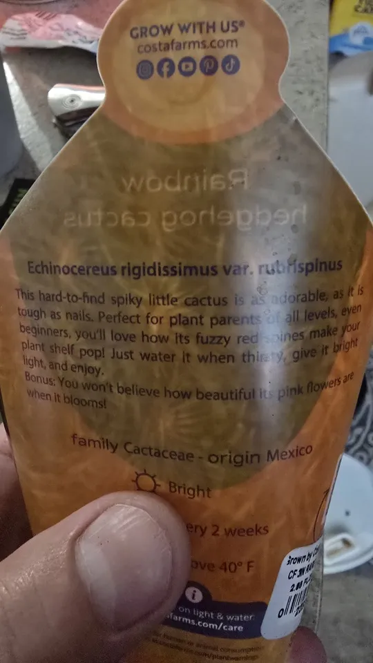 Back of the nursery card supplied with the rainbow hedgehog cactus